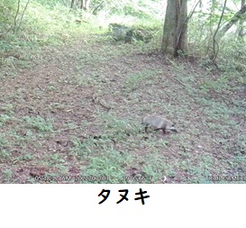 タヌキ