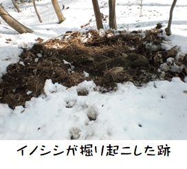 イノシシが掘り起こした跡