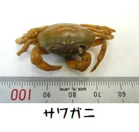サワガニ