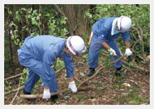 Forest Volunteer activities