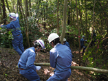 Volunteer activities in the forest